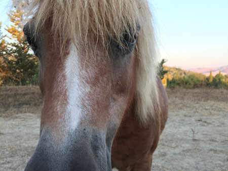 Lilli la mini pony